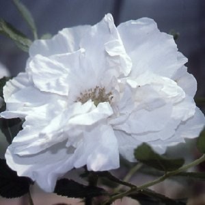 BLANC DOUBLE DE COUBERT (Historic) (Rugosa)